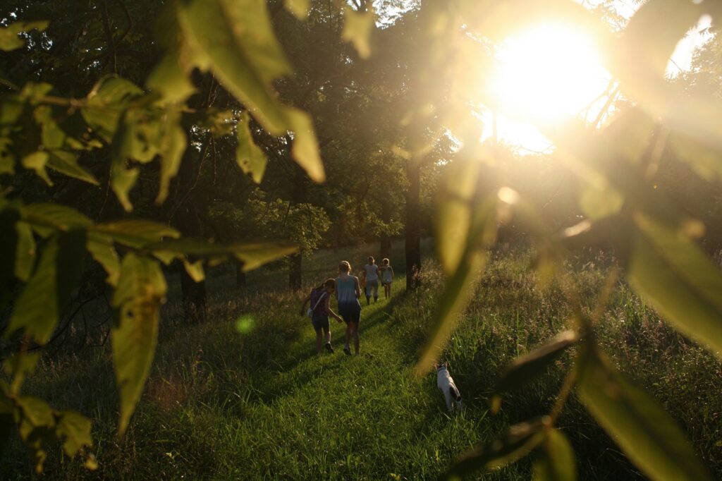 woodland