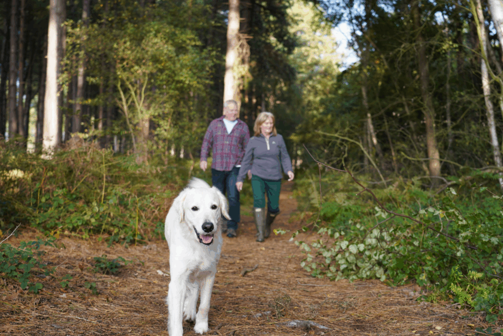 Dog woodlands
